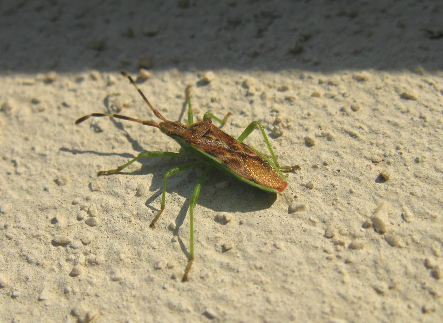 Coreidae: Gonocerus juniperi del Lazio (Roma)